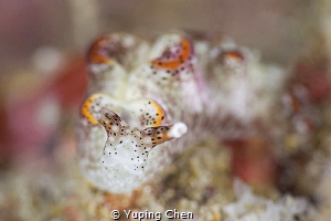 Sapsucking Slugs-Elysia sp.2/Lembeh strait,Indonesia, Can... by Yuping Chen 
